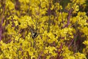 butterfly, Flowers, Forsythia, Yellow Flowers
