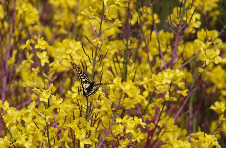butterfly, Flowers, Forsythia, Yellow Flowers HD Wallpaper Desktop Background