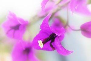 bougainvillea, Purple Flowers, Flowers