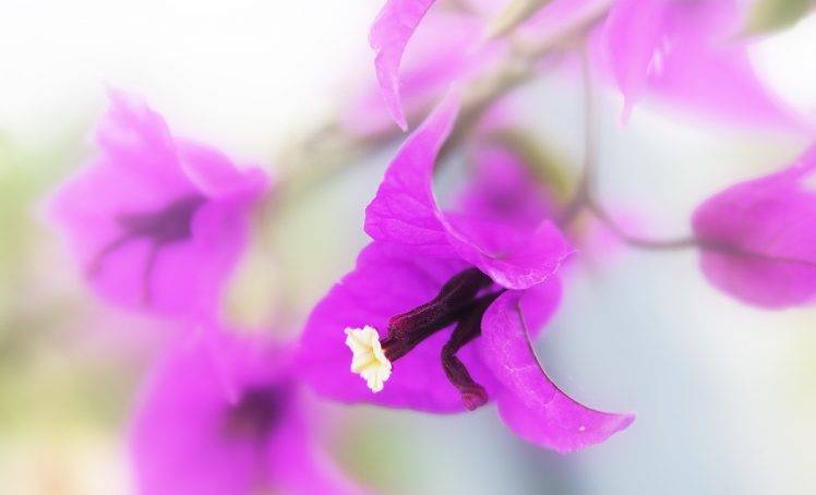 bougainvillea, Purple Flowers, Flowers HD Wallpaper Desktop Background