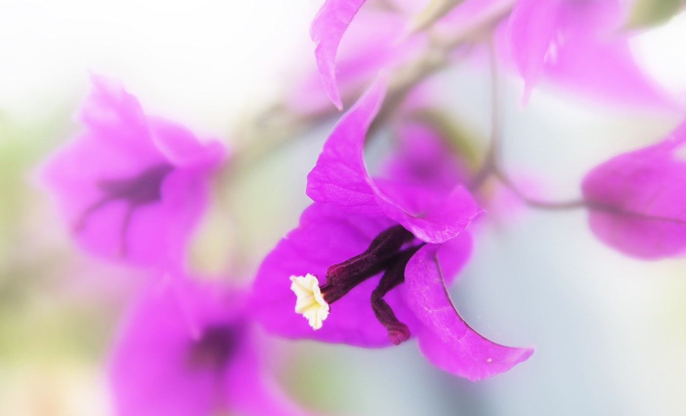 bougainvillea, Purple Flowers, Flowers Wallpaper