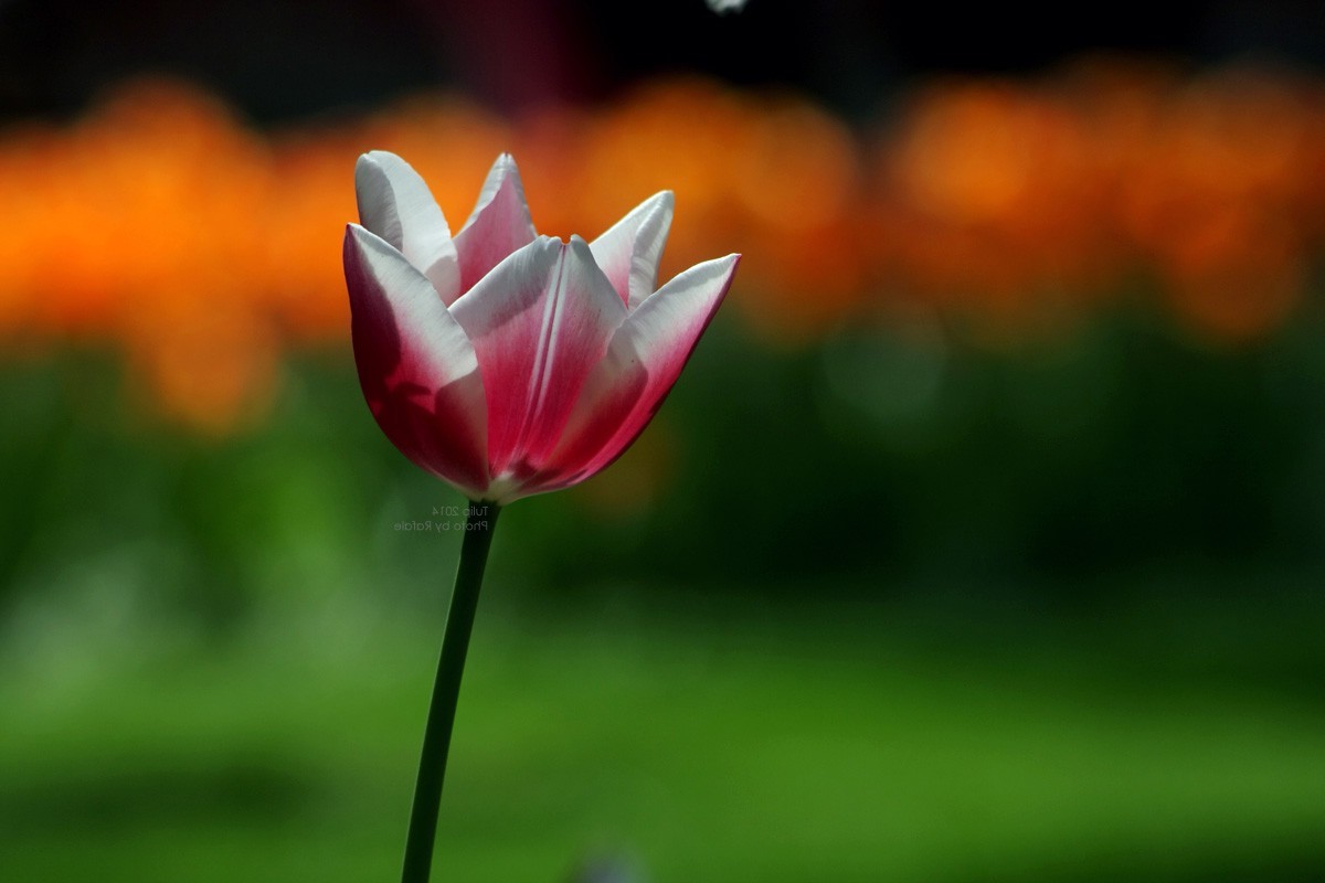 tulips, Flowers, Nature Wallpaper