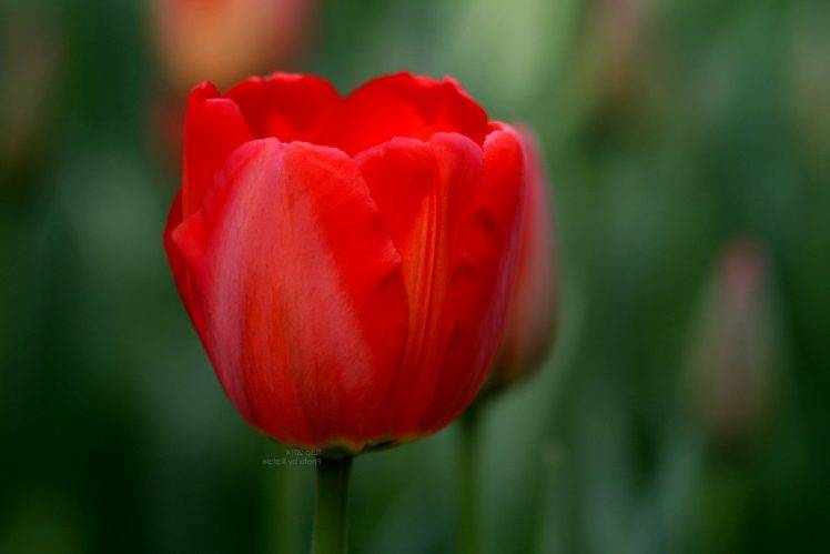 tulips, Flowers, Nature HD Wallpaper Desktop Background