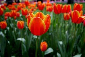 tulips, Flowers, Nature