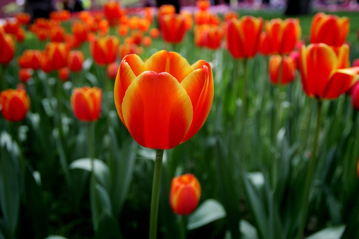 tulips, Flowers, Nature Wallpaper