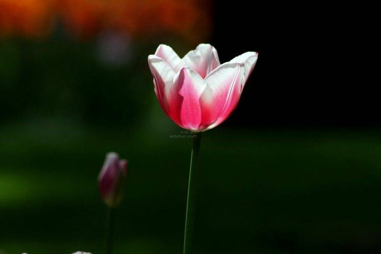 tulips, Flowers, Nature HD Wallpaper Desktop Background