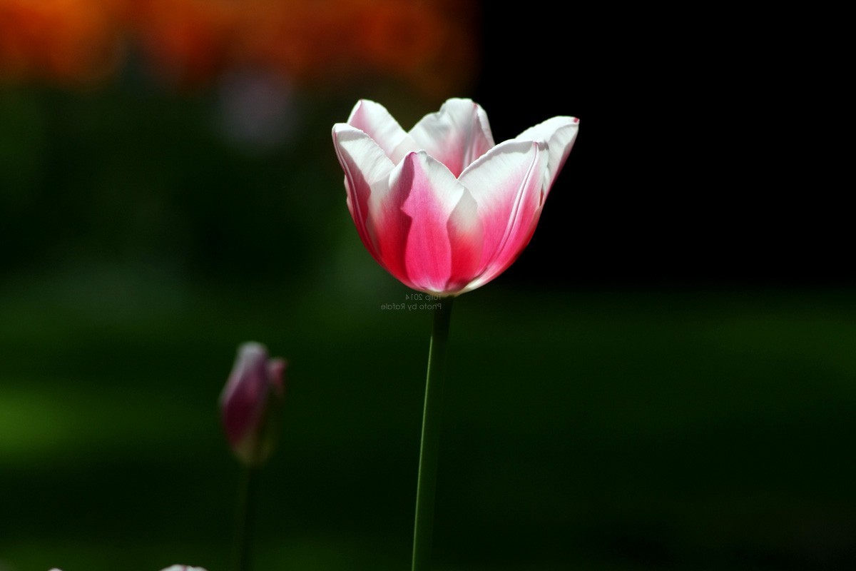 tulips, Flowers, Nature Wallpaper