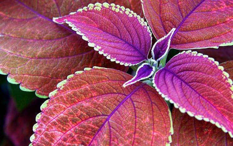 nature, Macro, Depth Of Field, Purple, Fall, Leaves HD Wallpaper Desktop Background