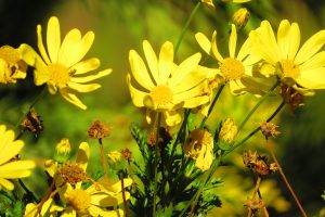 flowers, Yellow Flowers, Bees, Nature