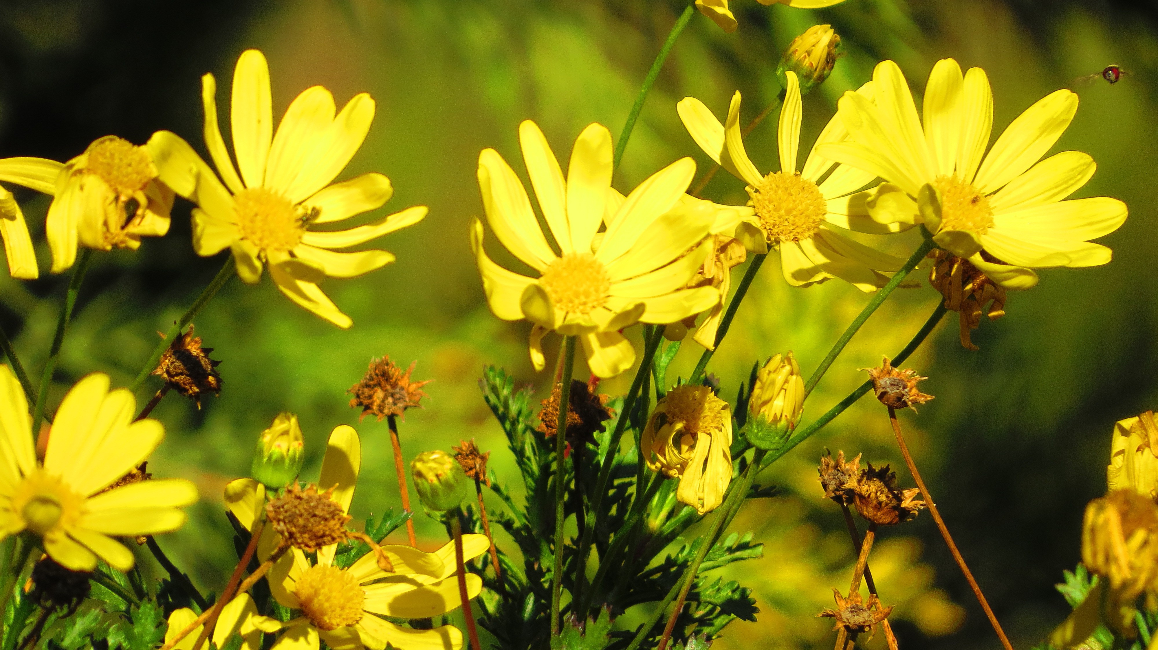 flowers, Yellow Flowers, Bees, Nature Wallpaper