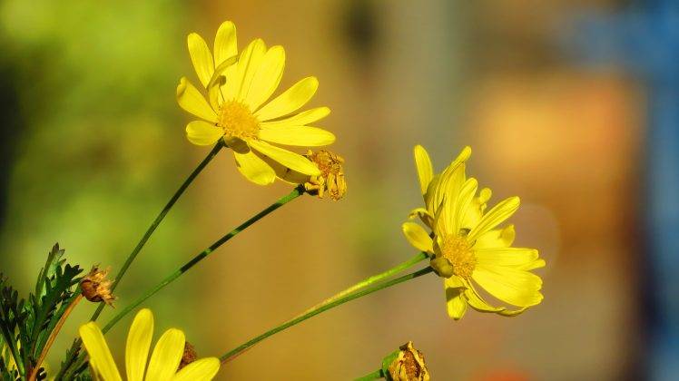 flowers, Yellow Flowers, Bees, Nature HD Wallpaper Desktop Background