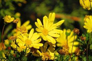 flowers, Yellow Flowers, Bees, Nature