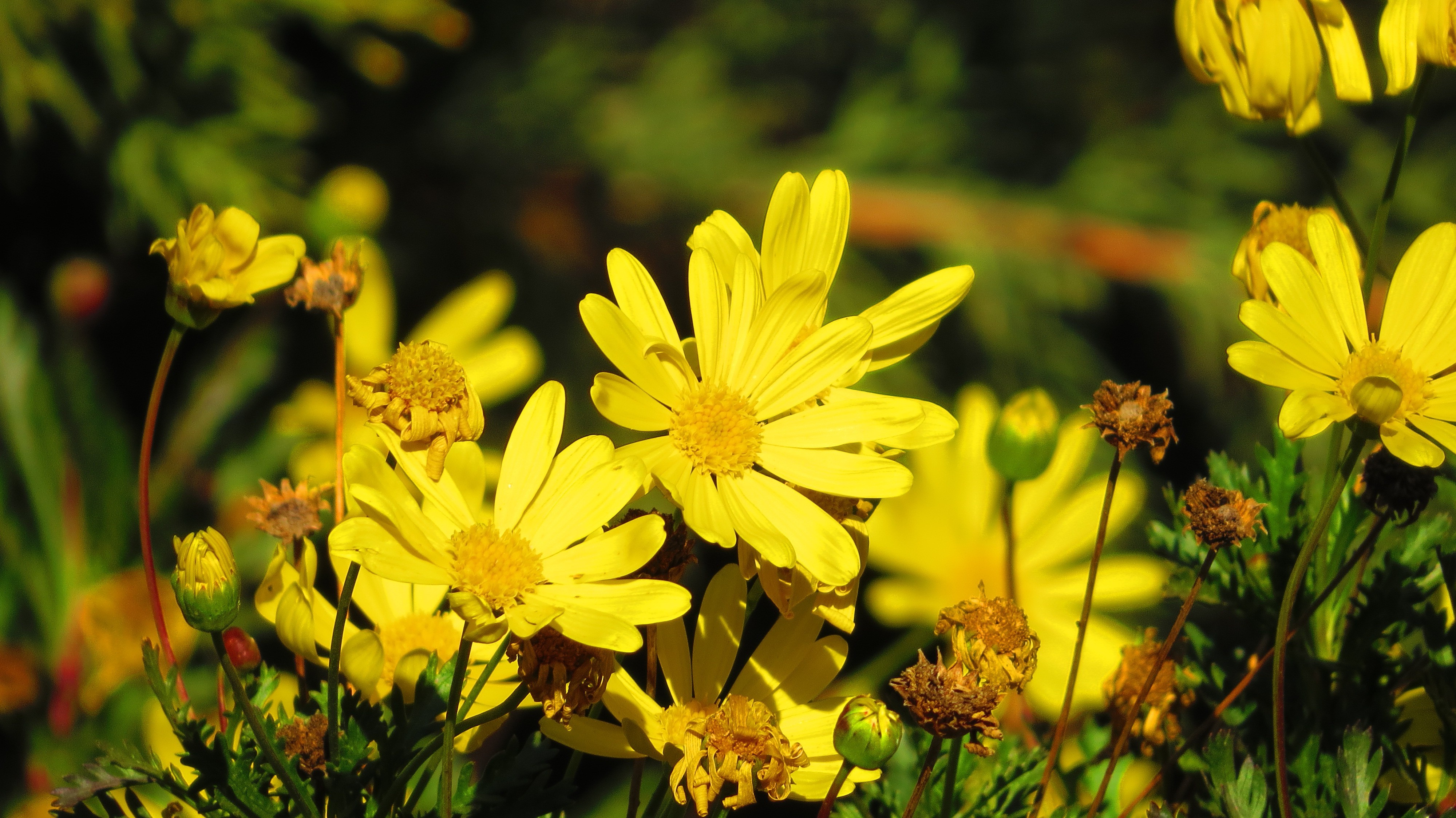 flowers, Yellow Flowers, Bees, Nature Wallpapers HD / Desktop and ...
