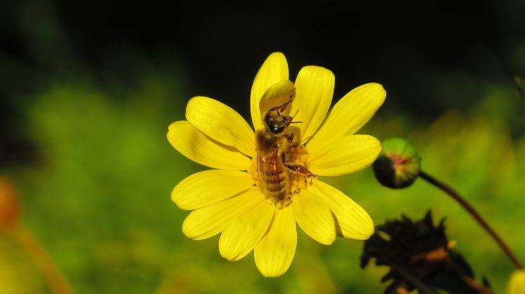 flowers, Yellow Flowers, Bees, Nature HD Wallpaper Desktop Background