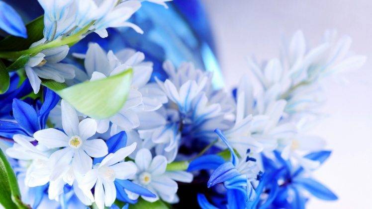 flowers, Nature, Plants, Macro, Closeup, Blue Flowers HD Wallpaper Desktop Background