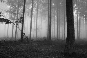 nature, Trees, Monochrome, Forest, Leaves, Mist, Branch