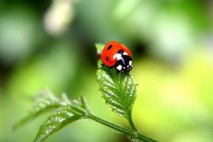 ladybugs, Insect, Nature, Macro, Blurred