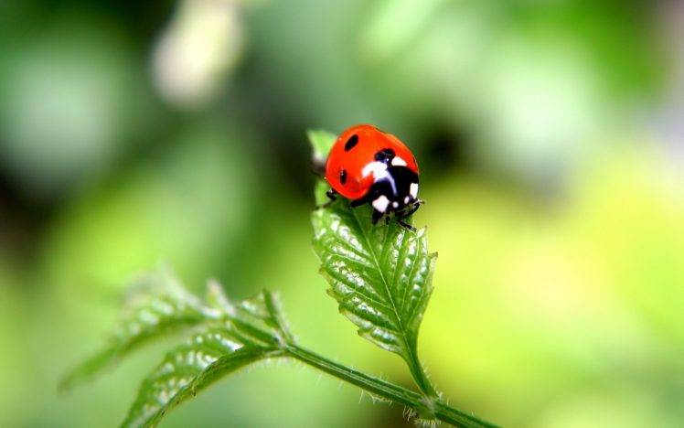 ladybugs, Insect, Nature, Macro, Blurred HD Wallpaper Desktop Background