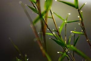 nature, Leaves, Plants, Water Drops, Closeup, Macro, Blurred, Bamboo