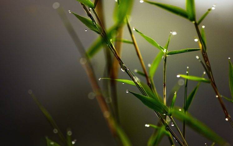 nature, Leaves, Plants, Water Drops, Closeup, Macro, Blurred, Bamboo HD Wallpaper Desktop Background