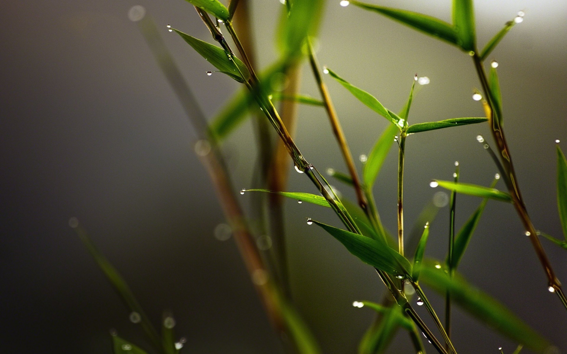 nature, Leaves, Plants, Water Drops, Closeup, Macro, Blurred, Bamboo Wallpaper