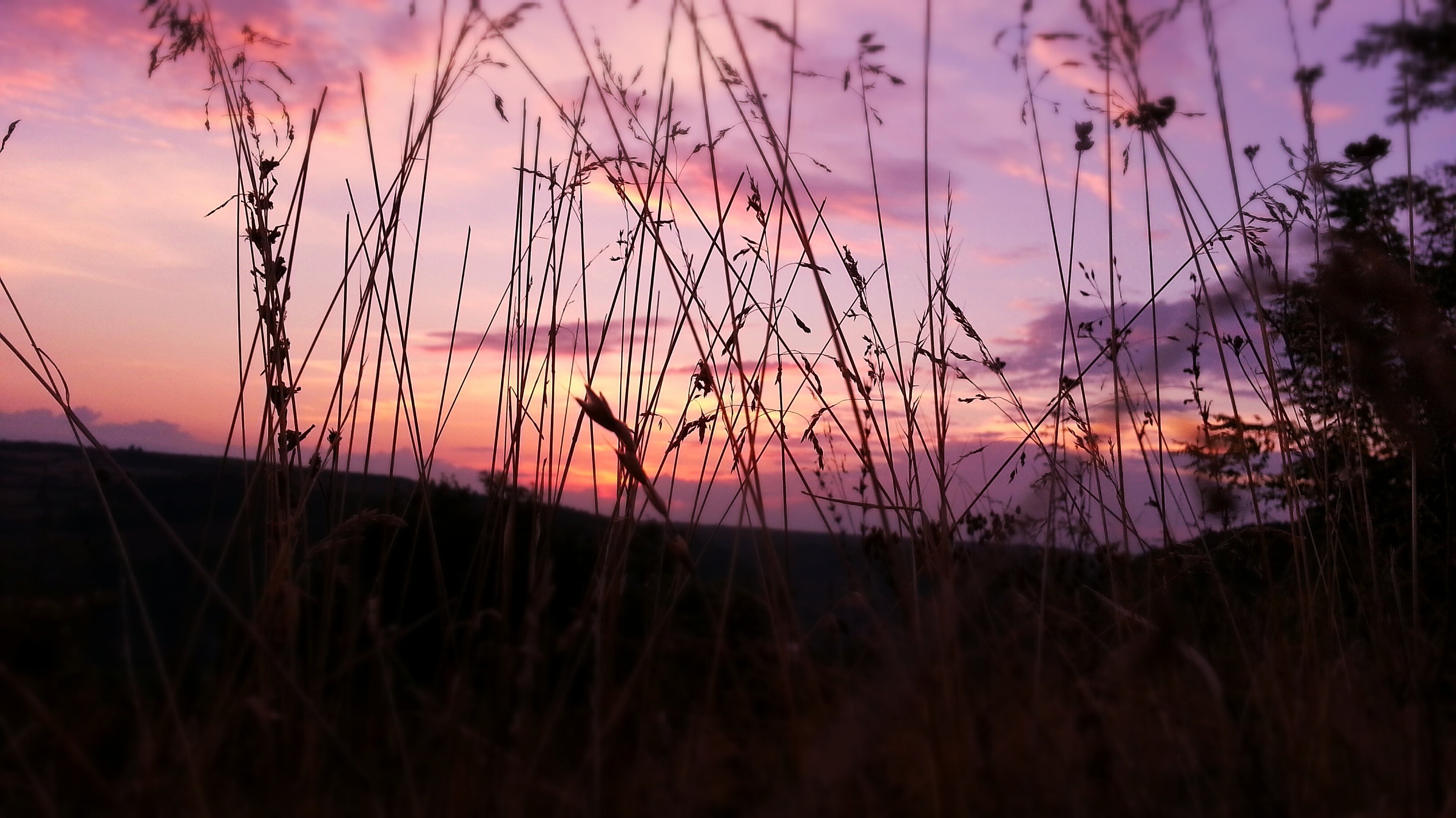 nature, Sunset, Sky, Grass Wallpaper