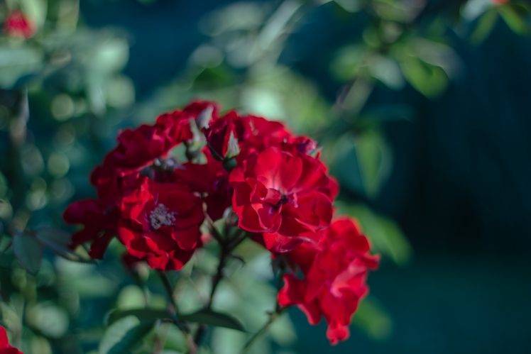 depth Of Field, Flowers, Red Flowers, Nature HD Wallpaper Desktop Background