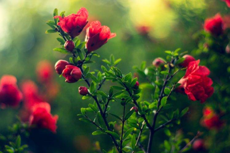 nature, Flowers, Depth Of Field, Pink Flowers HD Wallpaper Desktop Background