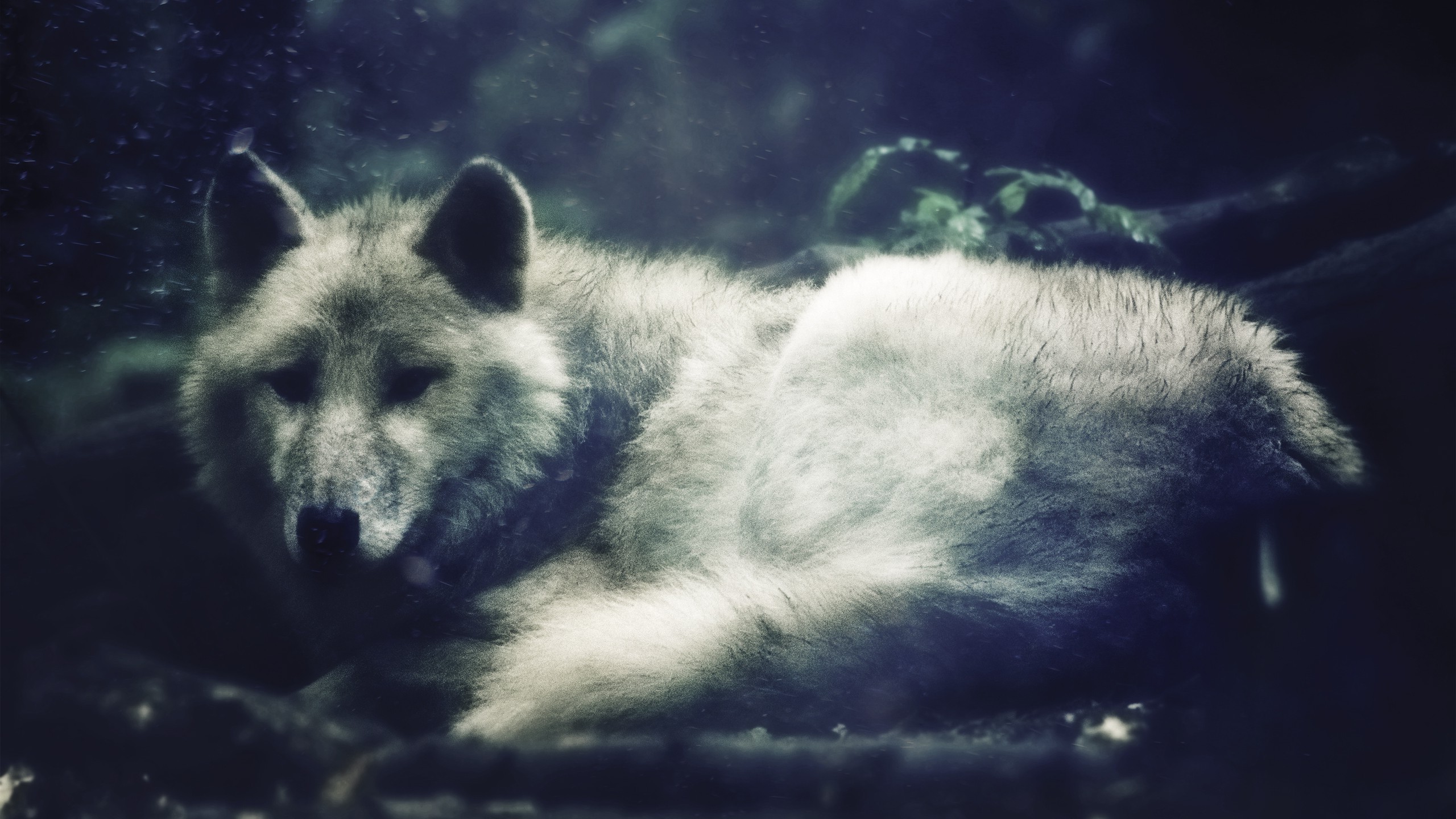 wolf, Noisy, Nature Wallpapers HD / Desktop and Mobile Backgrounds