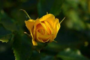 rose, Blurred, Yellow Flowers