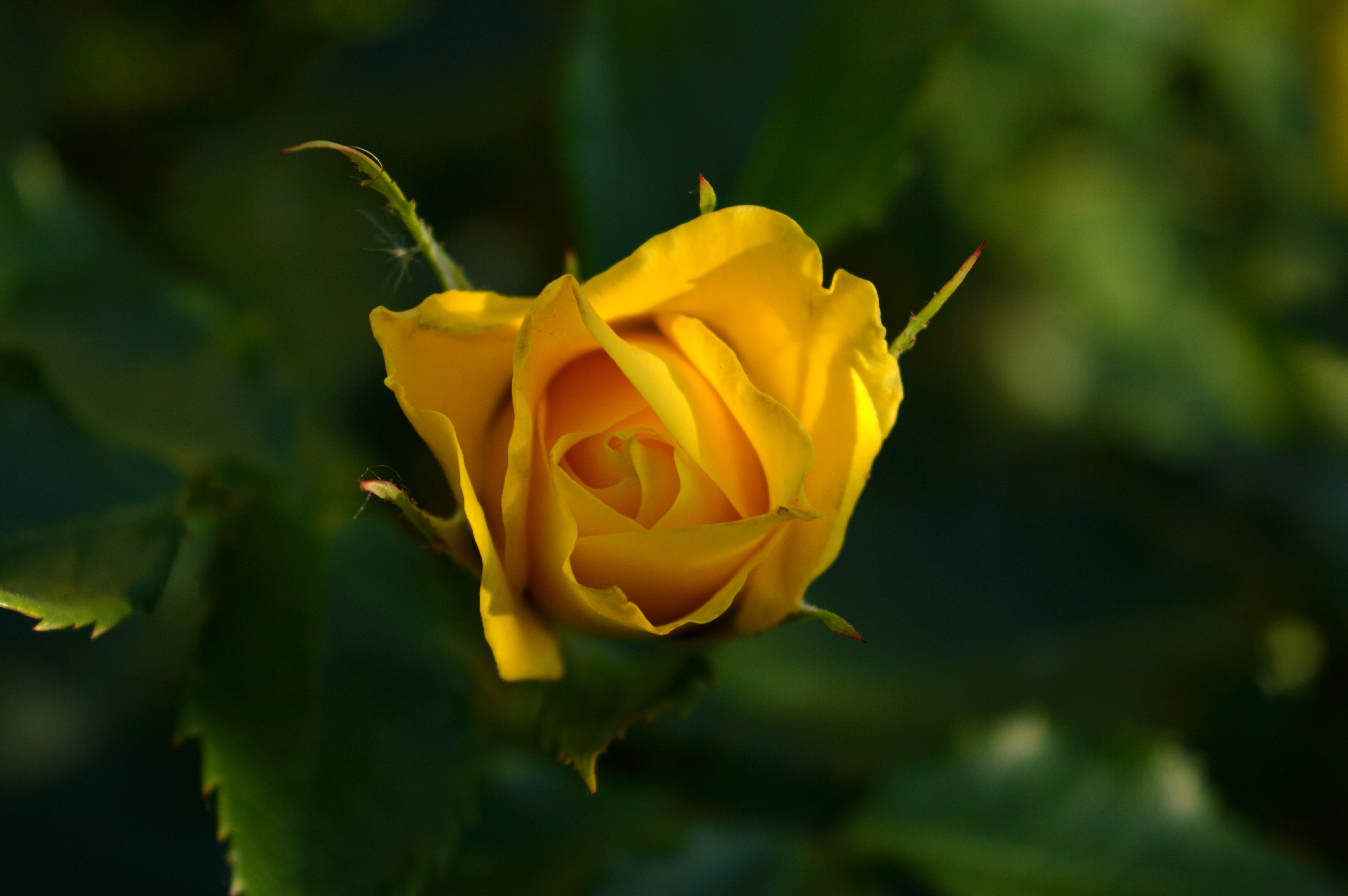rose, Blurred, Yellow Flowers Wallpaper