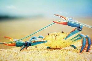 crabs, Nature, Sea Life, Colorful