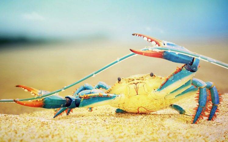 crabs, Nature, Sea Life, Colorful HD Wallpaper Desktop Background