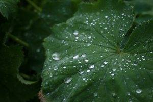 plants, Nature, Water, Rain