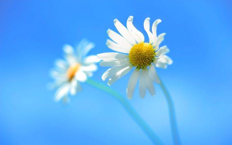 macro, Flowers, White Flowers, Nature HD Wallpaper Desktop Background