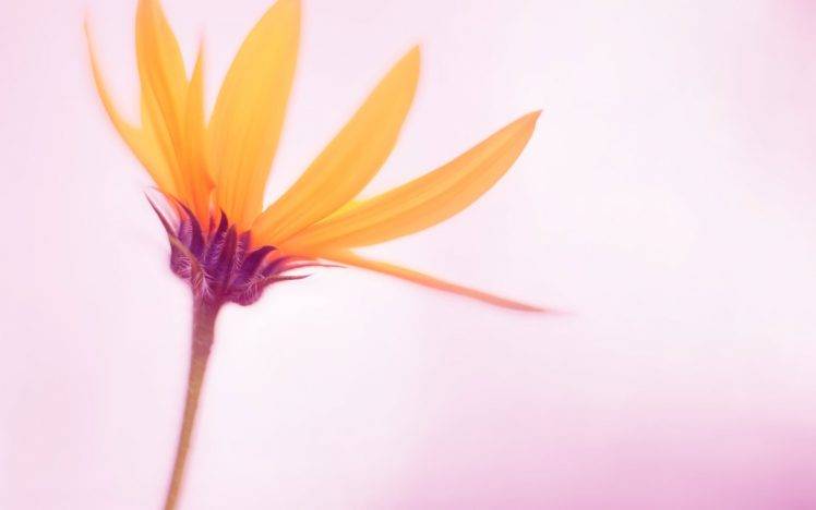 flowers, Nature, Macro, Simple Background HD Wallpaper Desktop Background