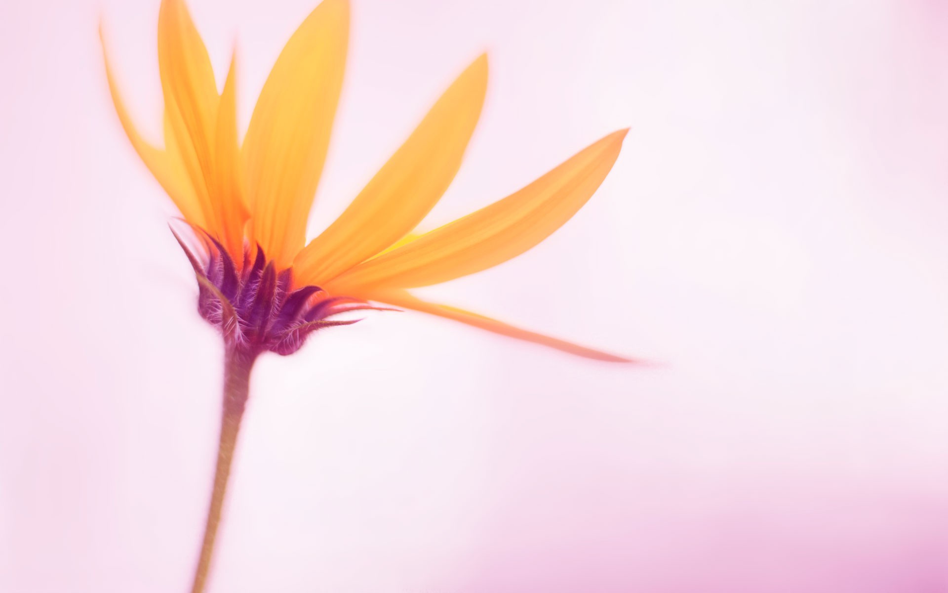flowers, Nature, Macro, Simple Background Wallpapers HD / Desktop and