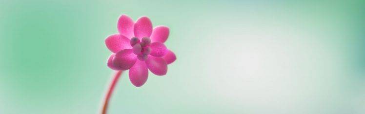 flowers, Multiple Display, Nature, Pink Flowers HD Wallpaper Desktop Background