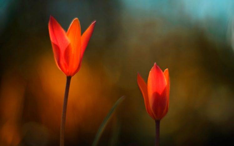 nature, Red Flowers, Flowers, Macro HD Wallpaper Desktop Background