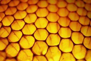 nature, Honeycombs, Macro, Honey