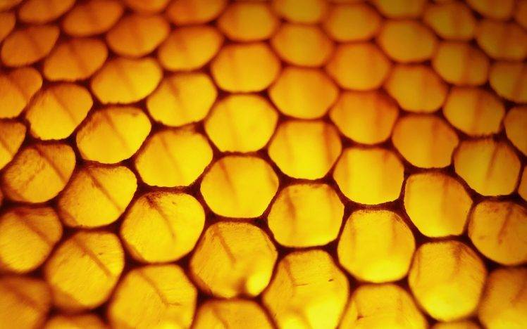 nature, Honeycombs, Macro, Honey HD Wallpaper Desktop Background