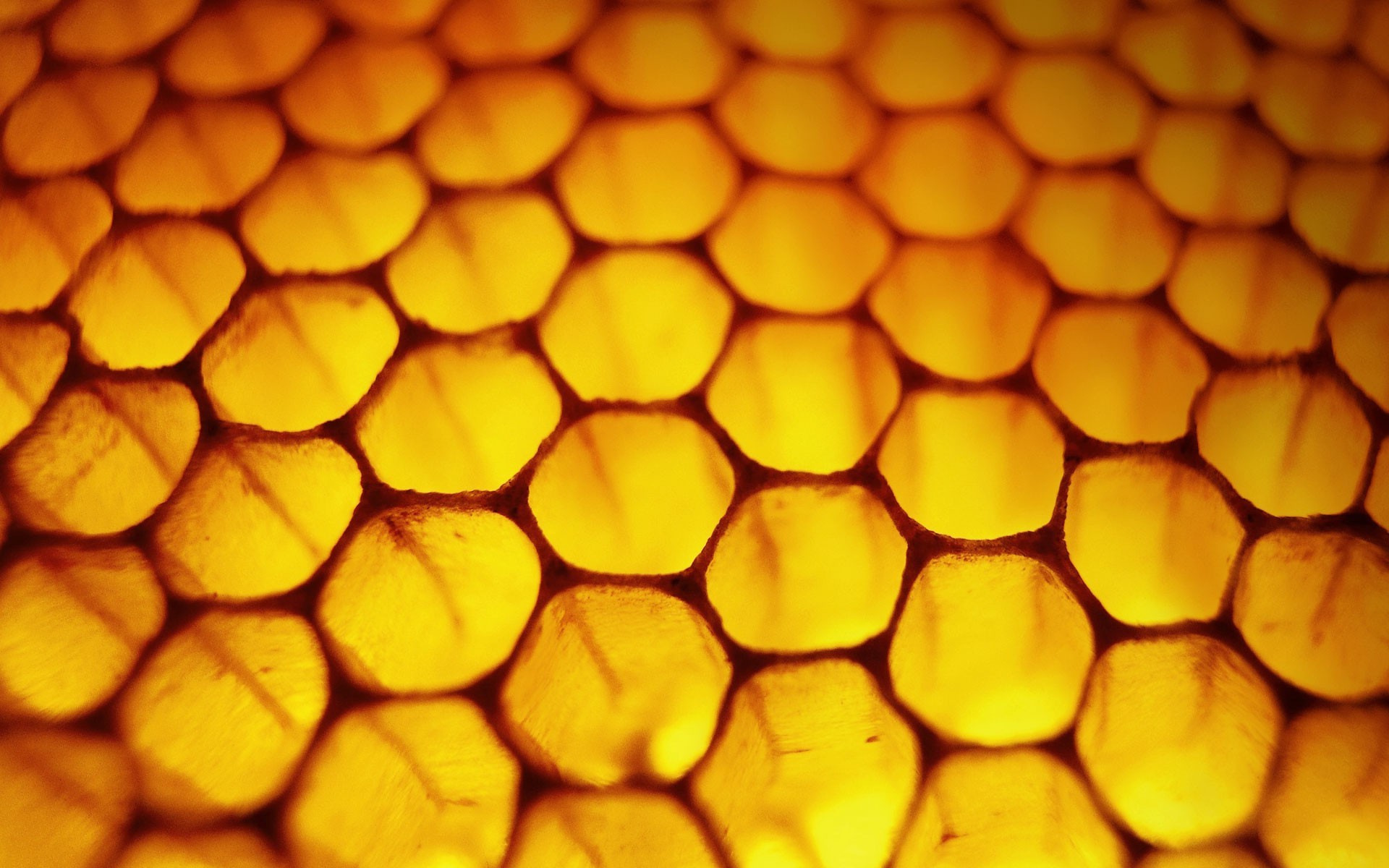 nature, Honeycombs, Macro, Honey Wallpaper