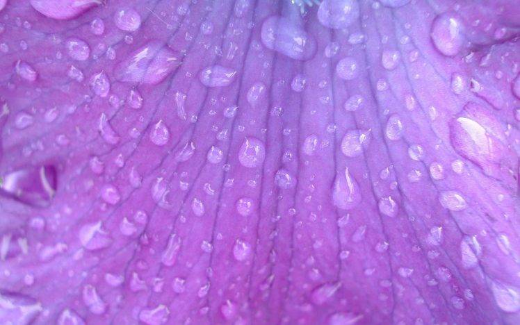 macro, Nature, Dew, Purple Flowers, Petals HD Wallpaper Desktop Background