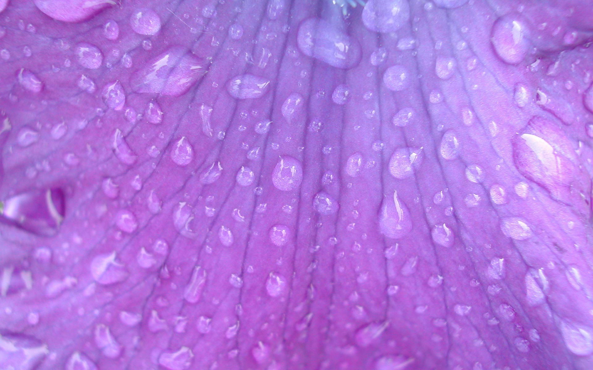 macro, Nature, Dew, Purple Flowers, Petals Wallpaper