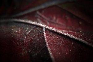 macro, Leaves, Frost, Nature