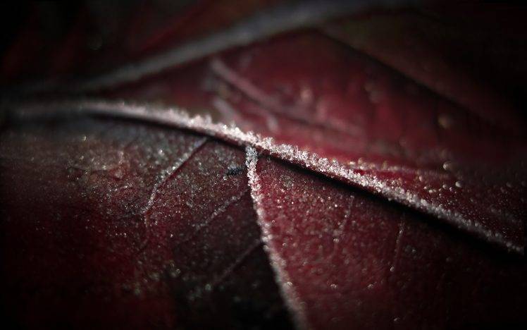 macro, Leaves, Frost, Nature HD Wallpaper Desktop Background