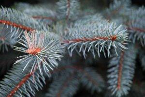 macro, Nature, Trees, Conifer, Branch, Depth Of Field
