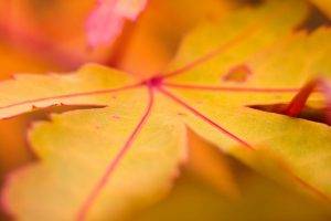 nature, Macro, Fall, Leaves