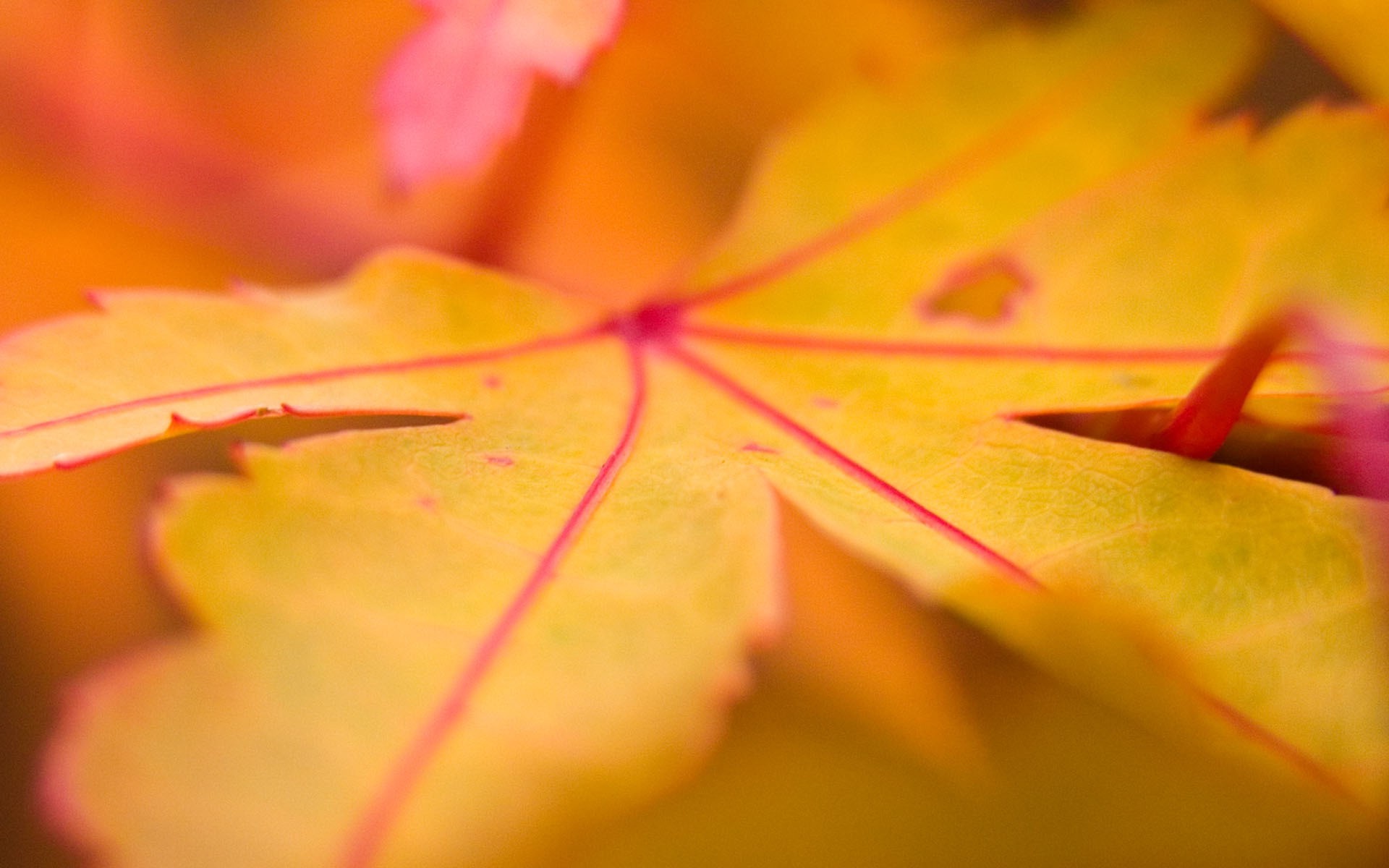nature, Macro, Fall, Leaves Wallpaper