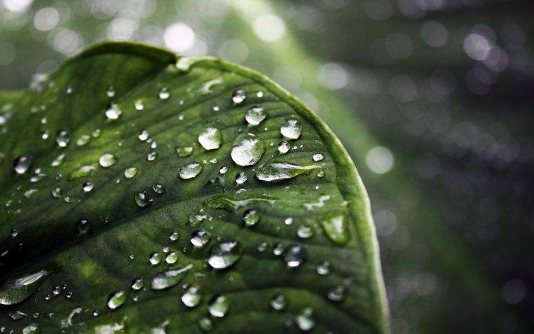 macro, Nature, Water Drops, Leaves, Bokeh HD Wallpaper Desktop Background